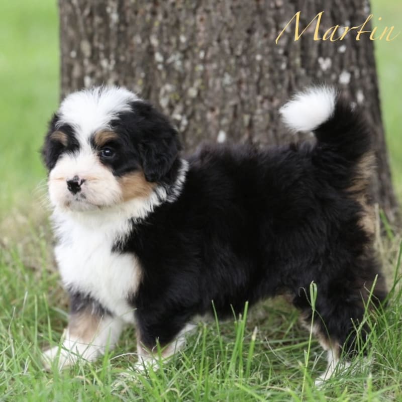 Martin