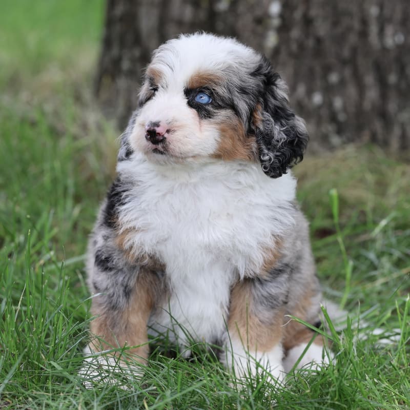 Molly