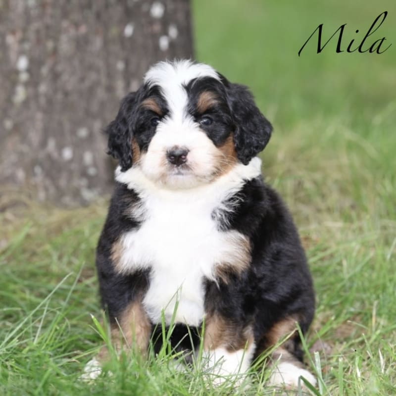 Mila hover