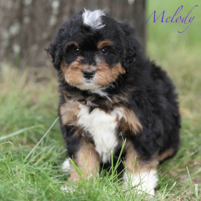 Melody