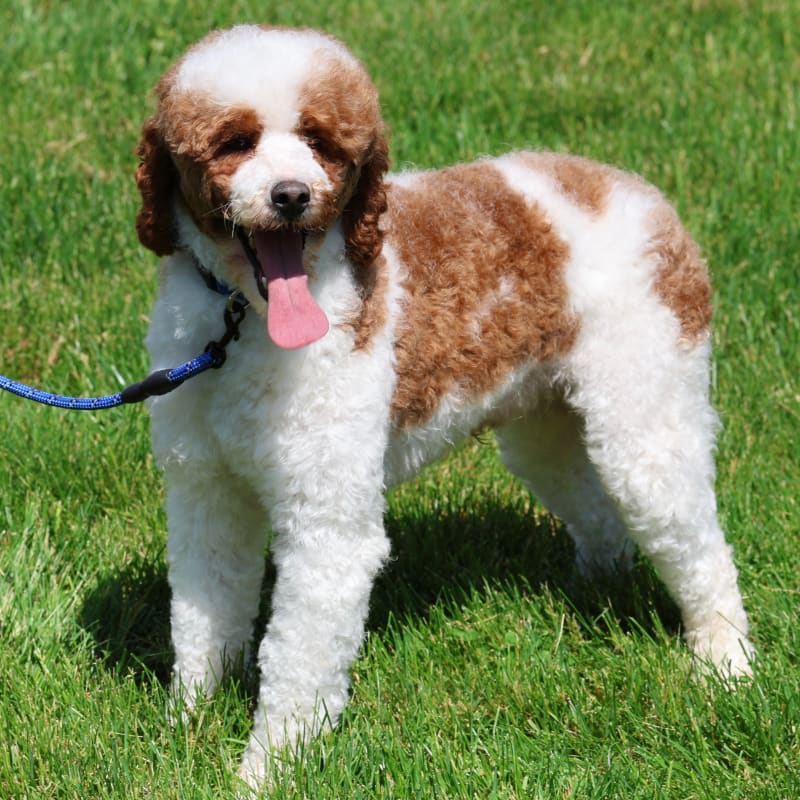 Gizmo 
