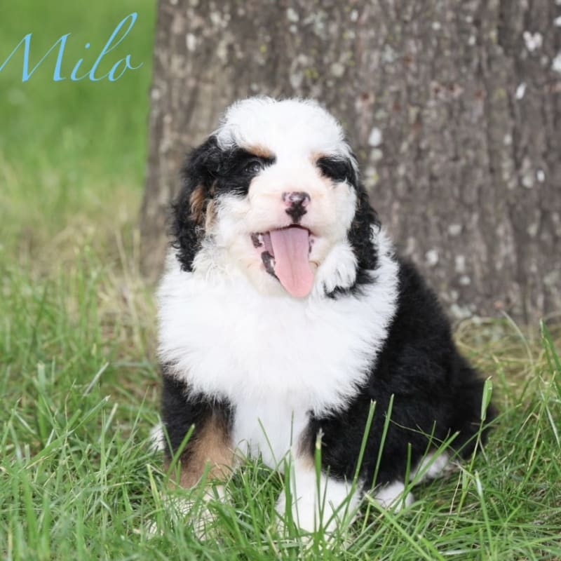 Milo