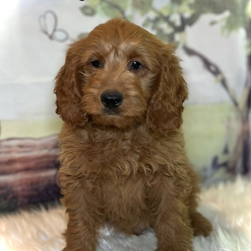 Finley