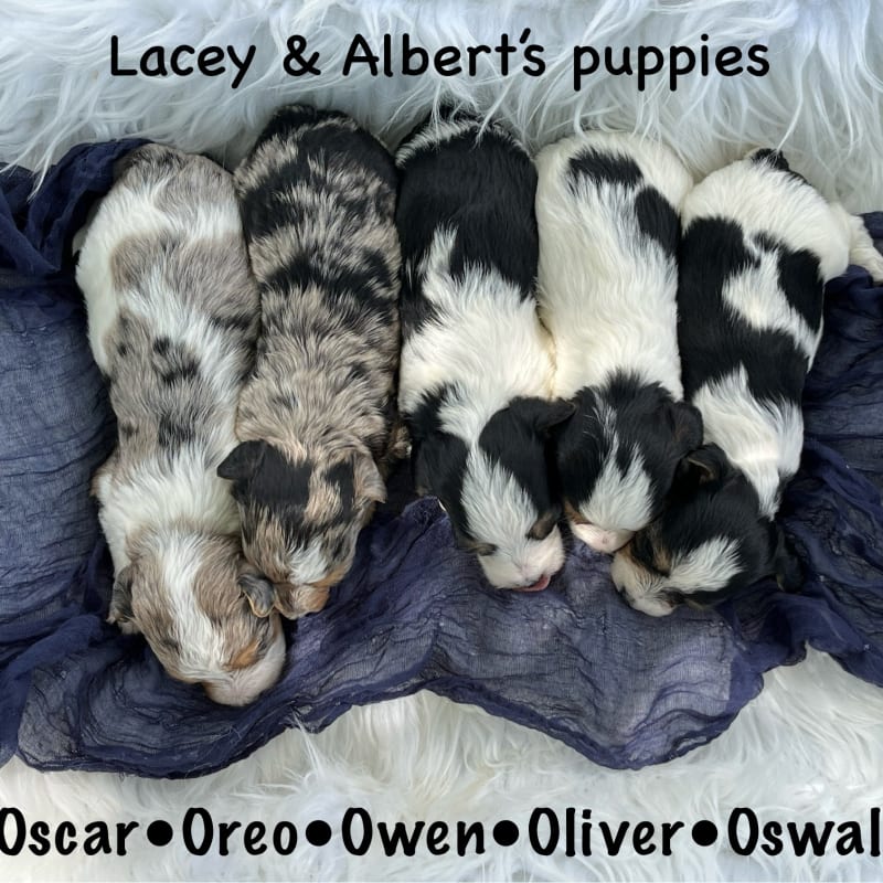 Just Arrived! Yorkipoo Puppies