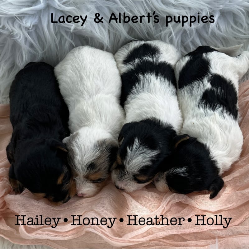 Just Arrived! Yorkipoo Puppies hover
