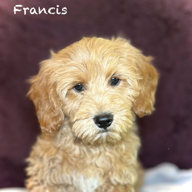 Francis 6