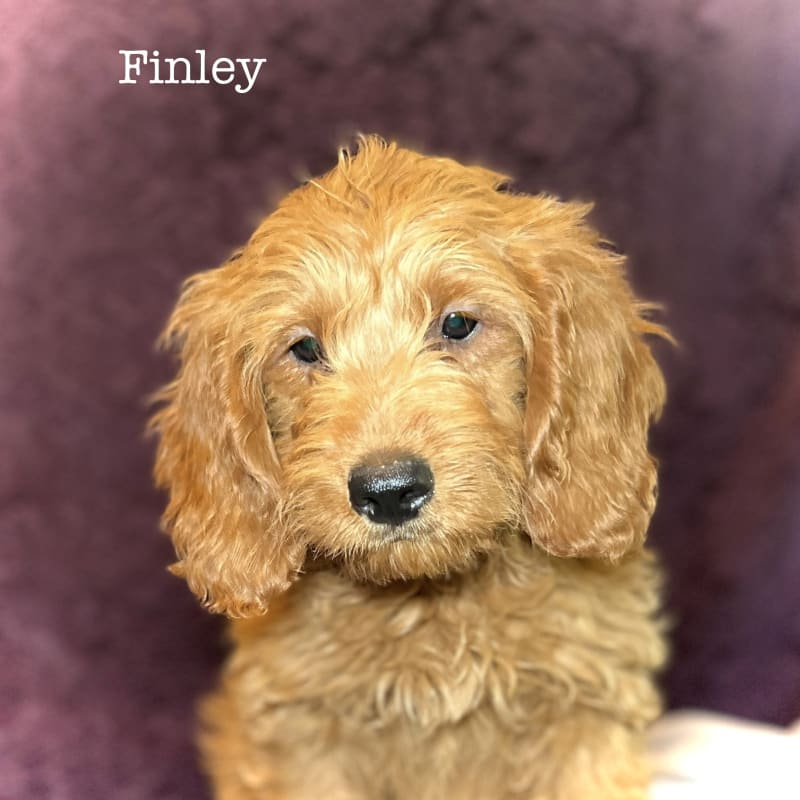 Finley 3