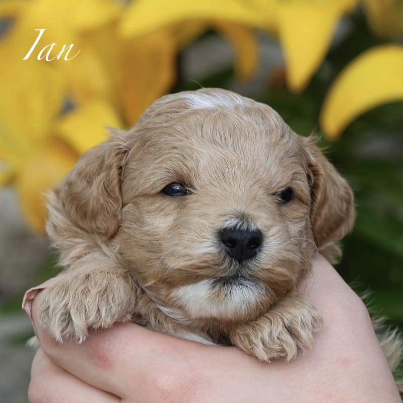 Ian 3