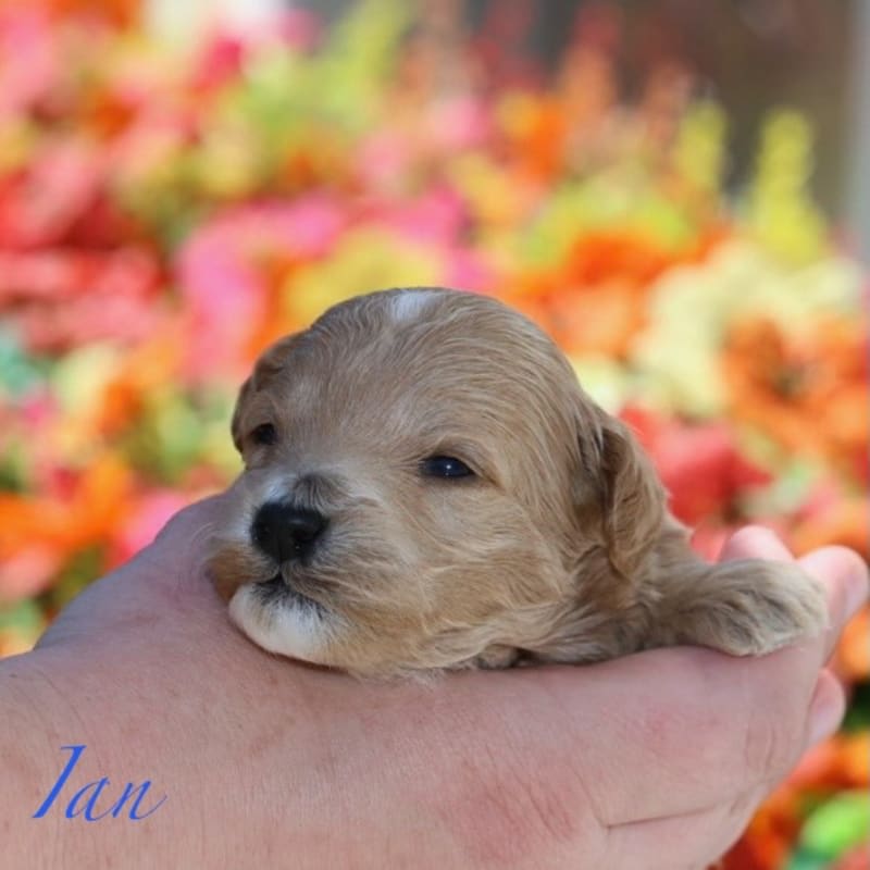 Ian 4