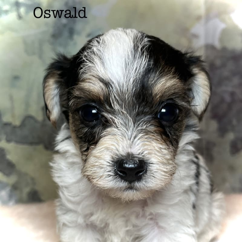 Oswald 1