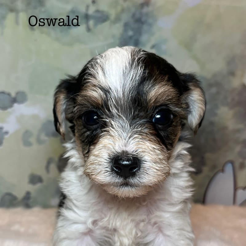 Oswald 2