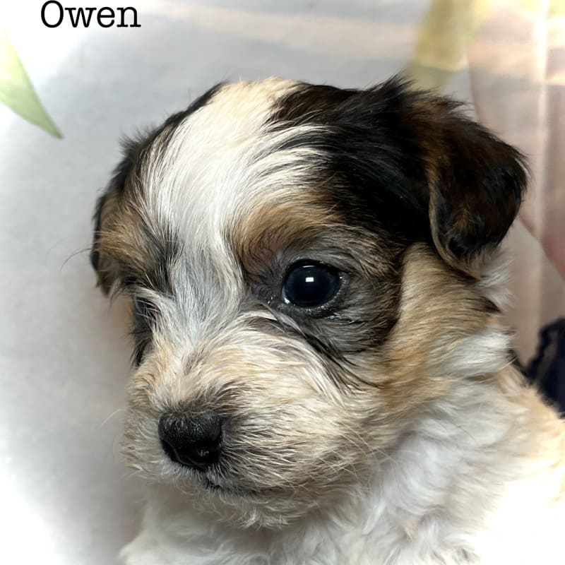Owen 1