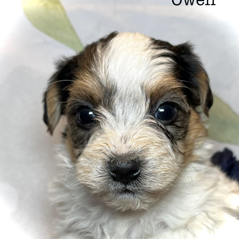 Owen 2