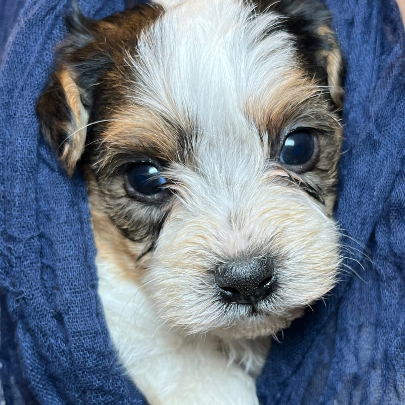 Owen 3