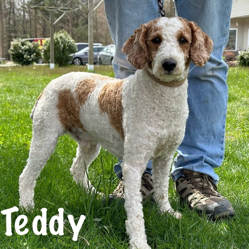 Teddy