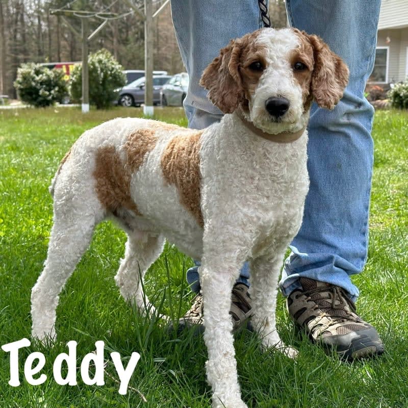 Teddy