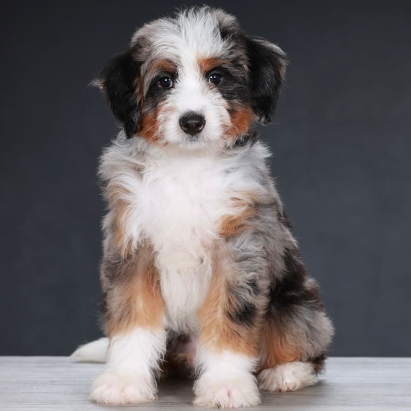 Ollie **In Advanced Training!!* 1