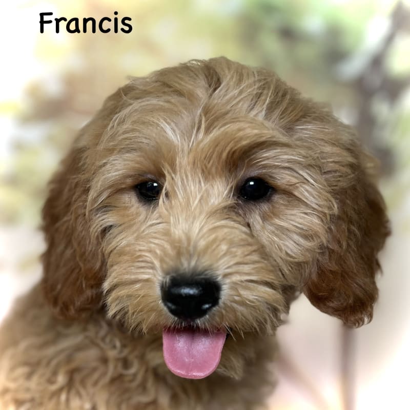 Francis 5
