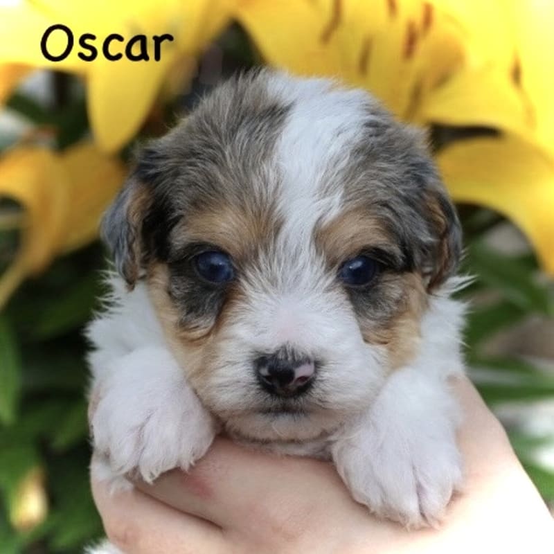 Oscar 1
