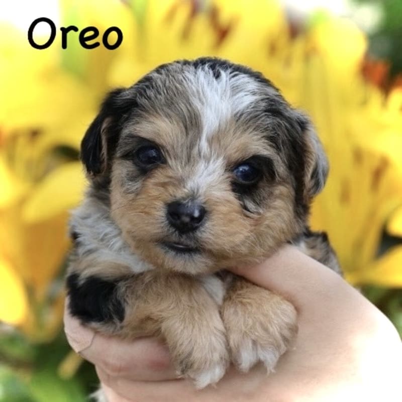 Oreo 1