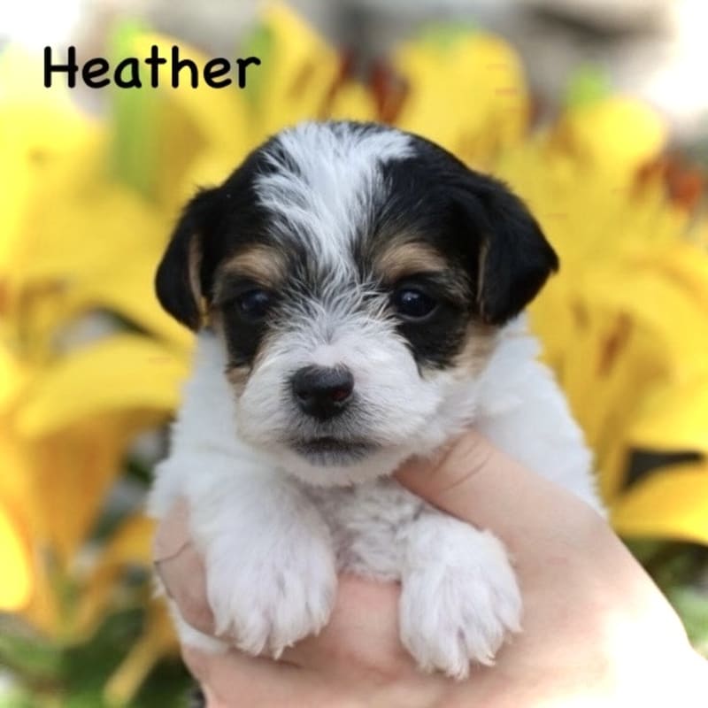 Heather 1