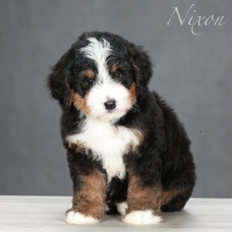 Nixon  1