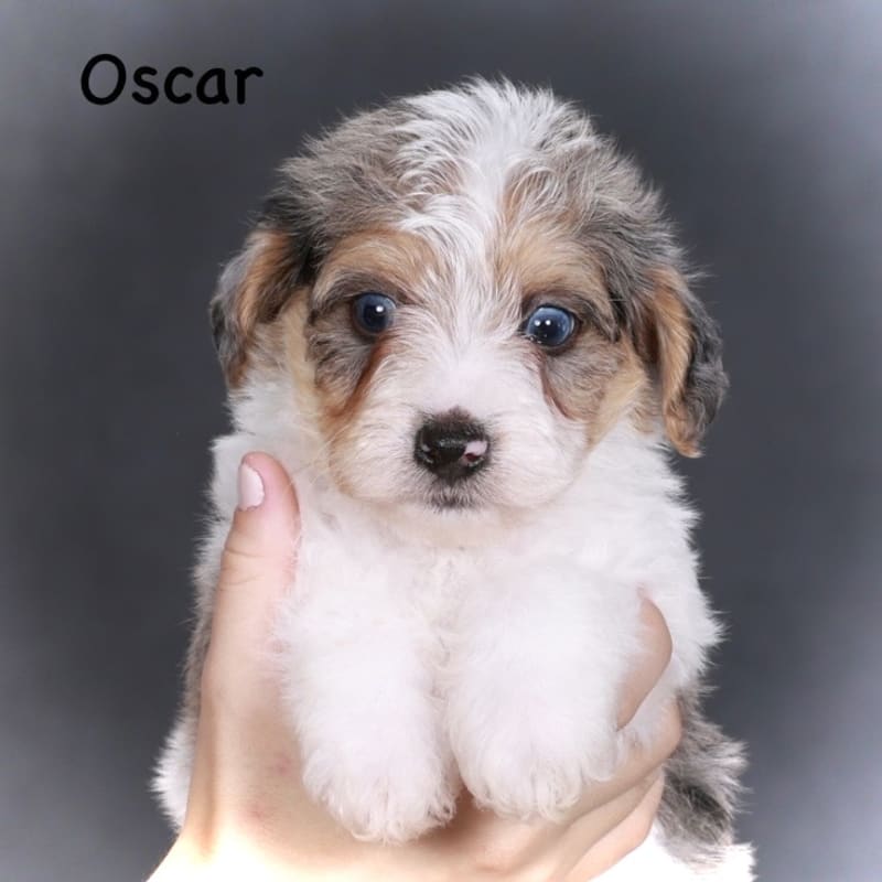 Oscar