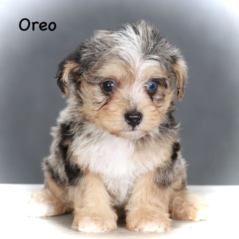 Oreo