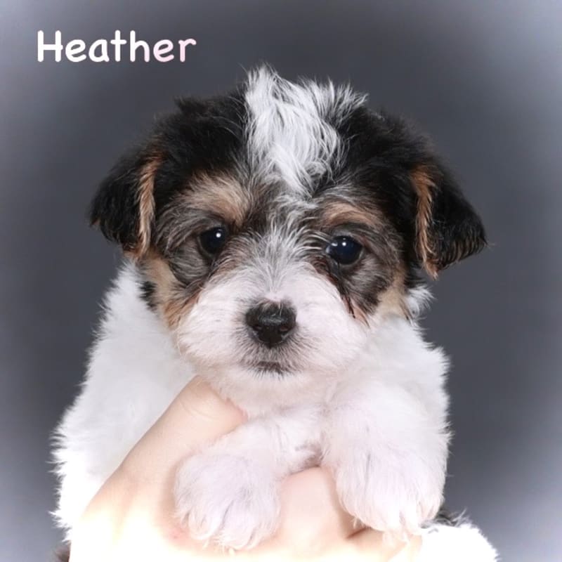 Heather
