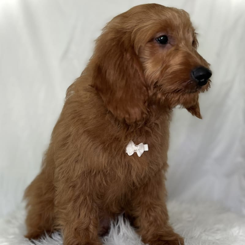 Finley 2