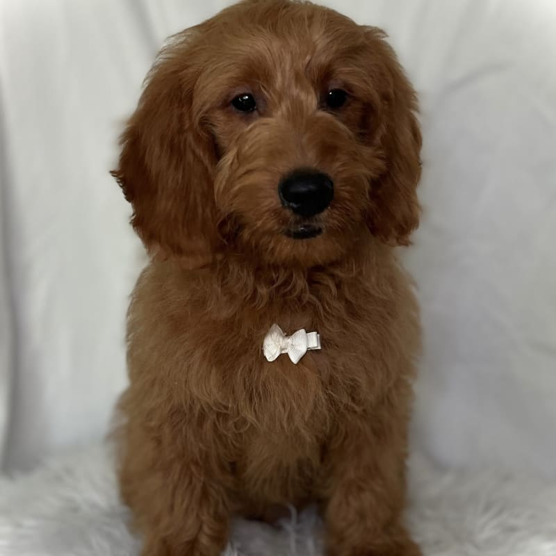 Finley 1
