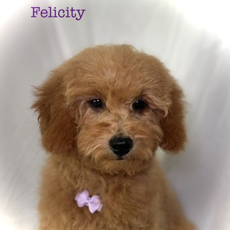 Felicity 2