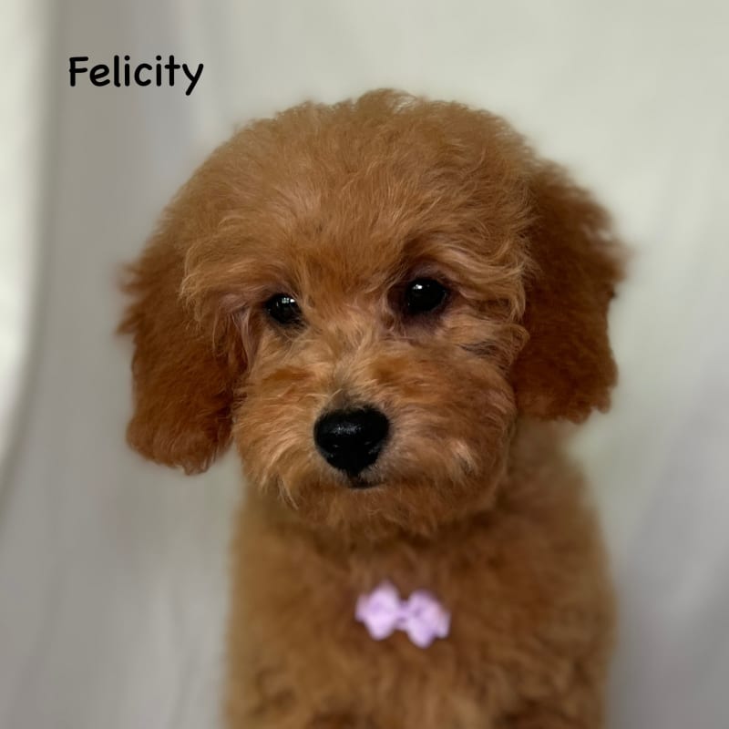 Felicity 1