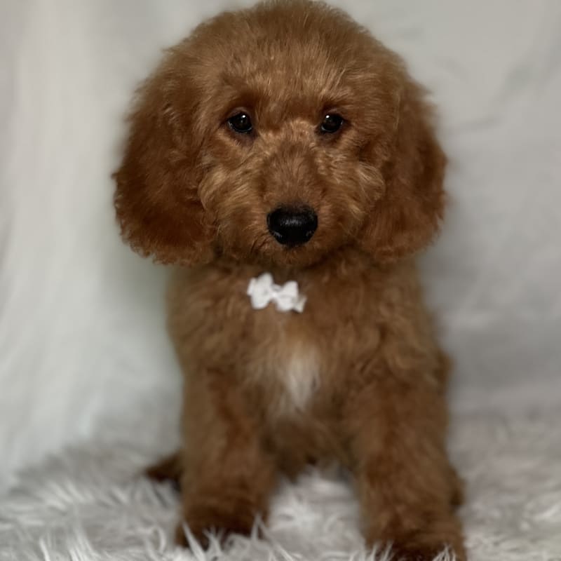 Fredrick - Adoption Pending! 1