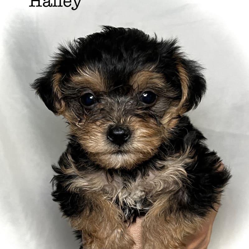 Hailey 1