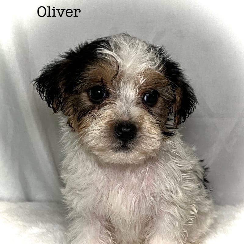Oliver 1