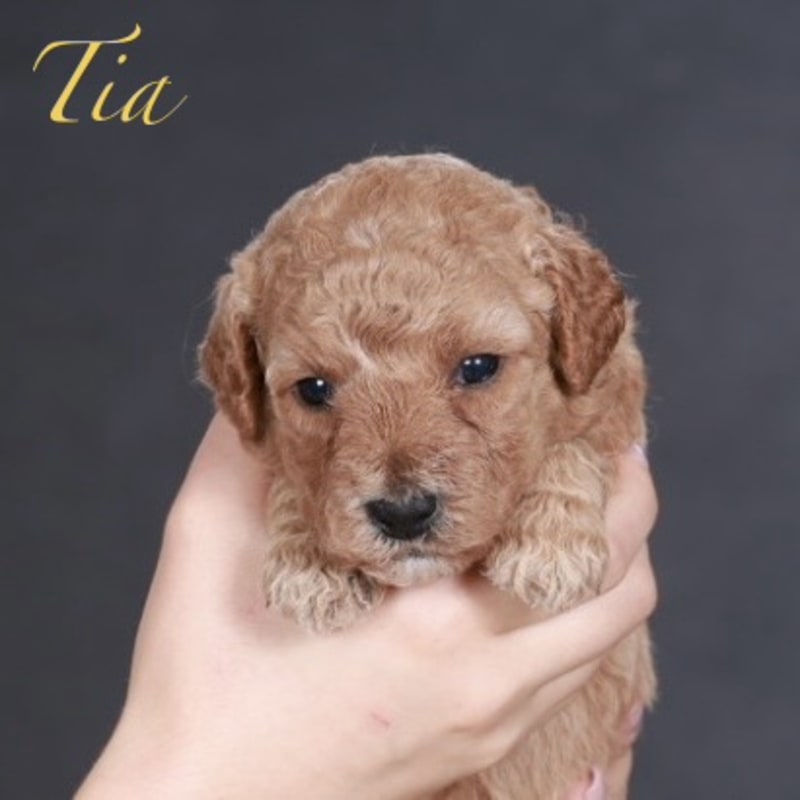 Tia 2
