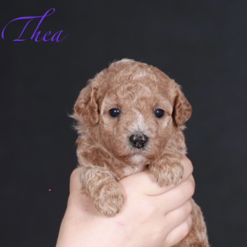 Thea 4