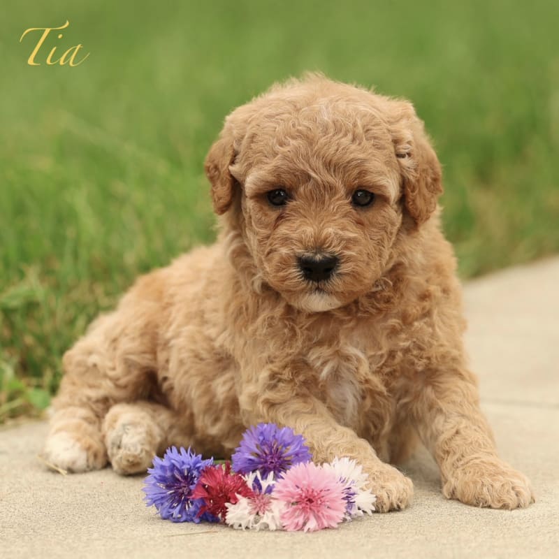 Tia 1