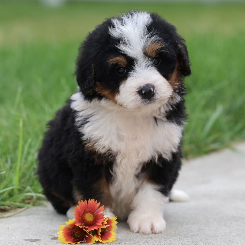 Finley 2
