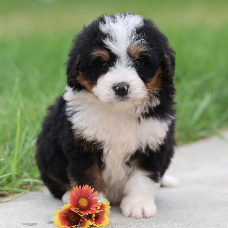 Finley 1