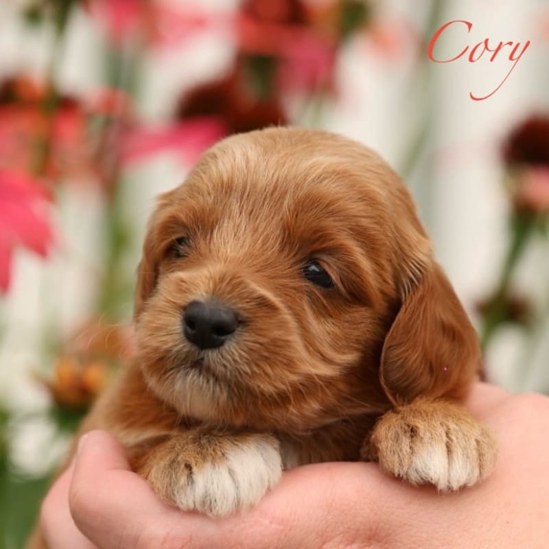 Cory 1