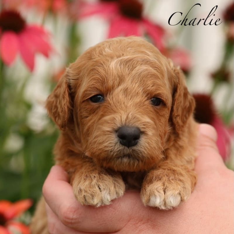 Charlie 1