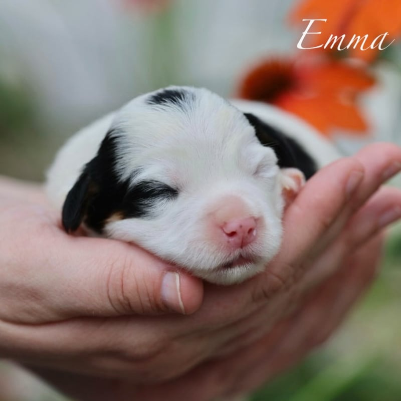 NEW litter! Mini Bernedoodle! 9