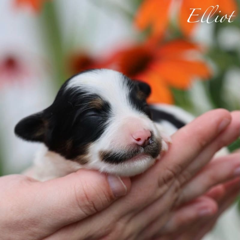 NEW litter! Mini Bernedoodle! 10