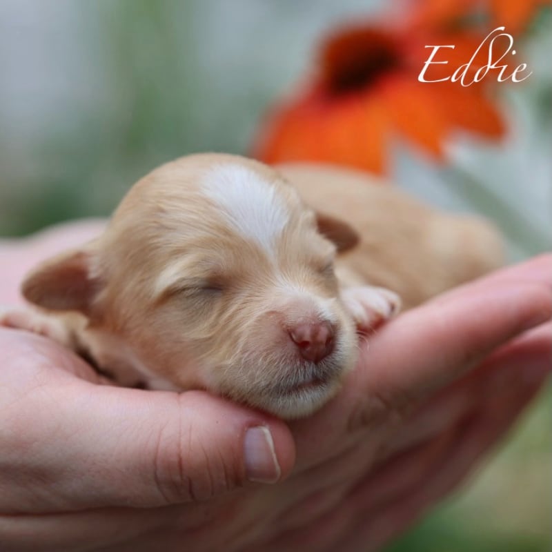 NEW litter! Mini Bernedoodle! 4