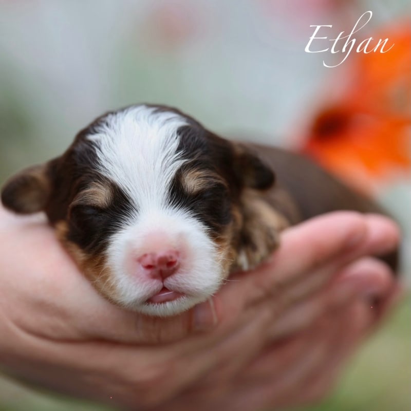 NEW litter! Mini Bernedoodle! 7
