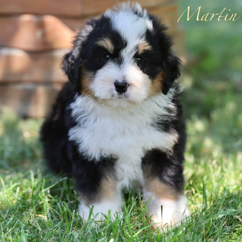 Martin  3