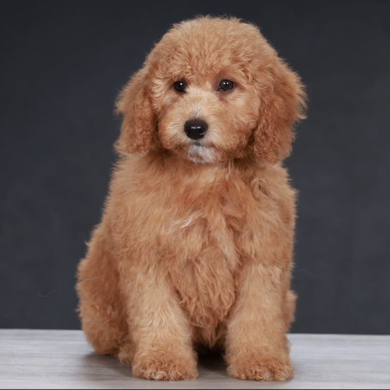 Kinsley *In Advanced Training* 1