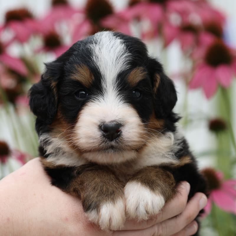 Leroy 1